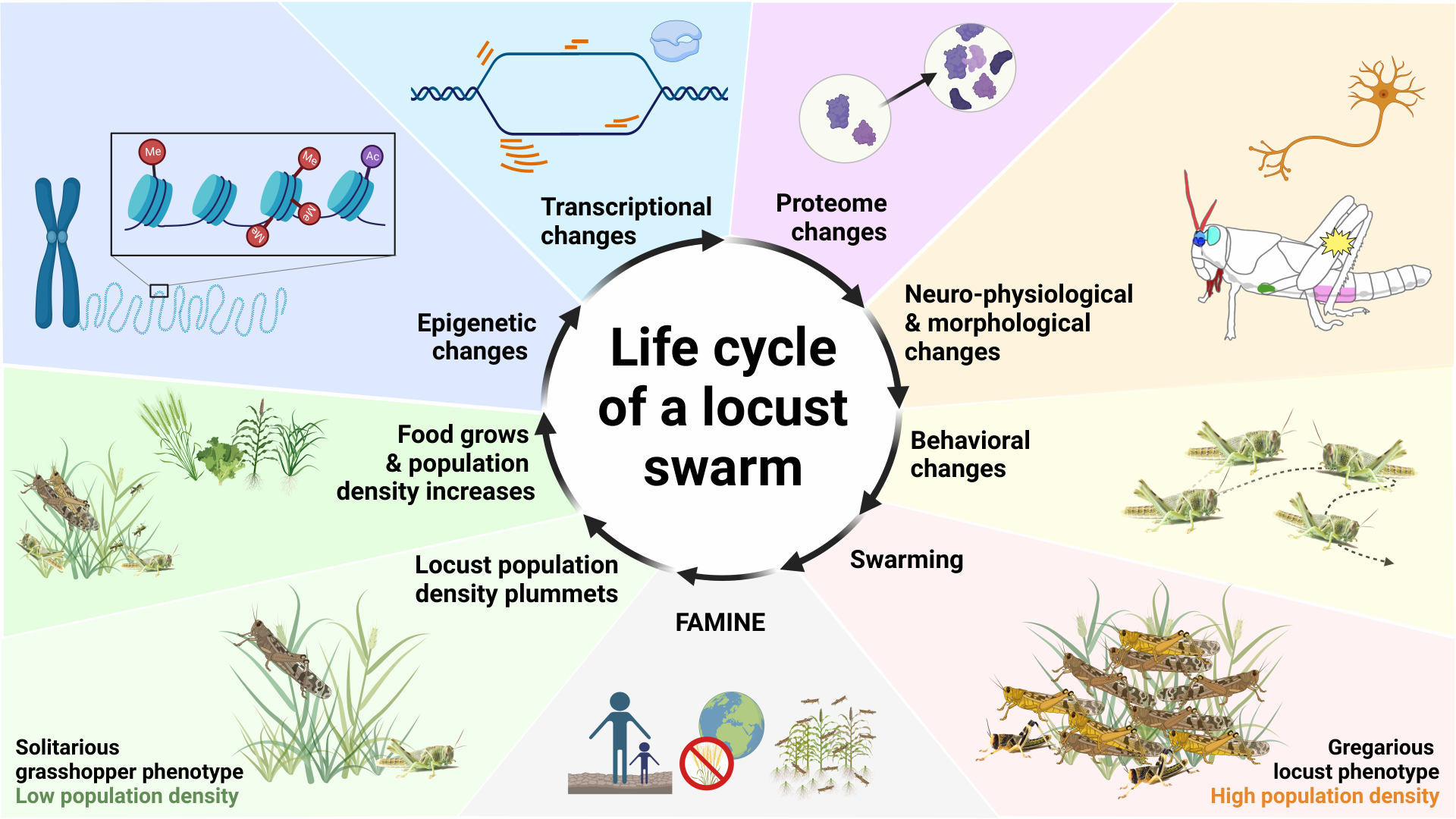 Illustrated life cycle of a locust swarm connecting population density, behavior, physiology, molecular regulation, swarming, and population decline.